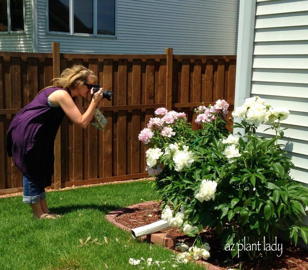 Colorful Midwestern Garden of Amy