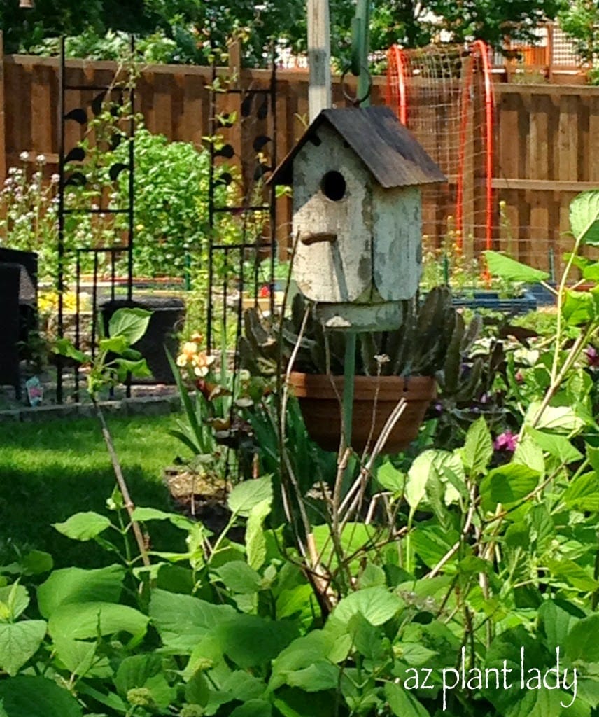 Colorful Midwestern Garden of Amy