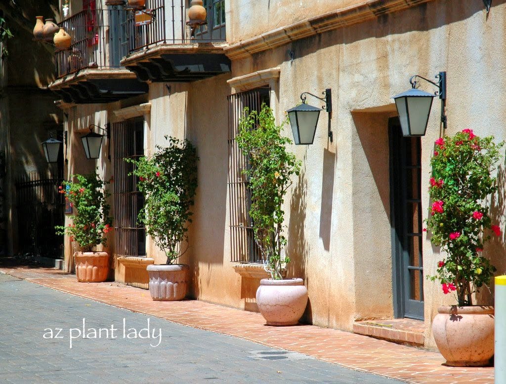 bougainvillea in containers along a hot wall