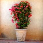 bougainvillea in container