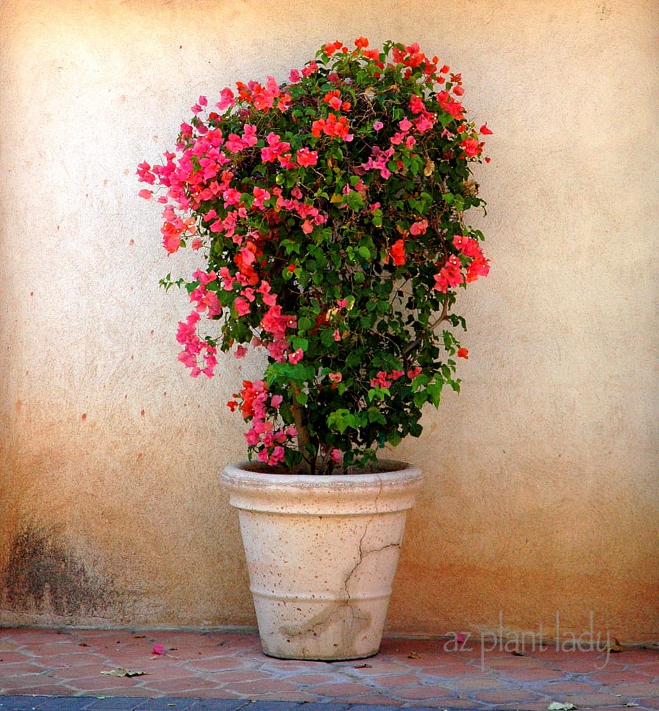 bougainvillea in container