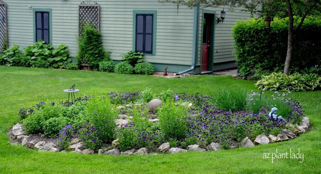 violas and chives