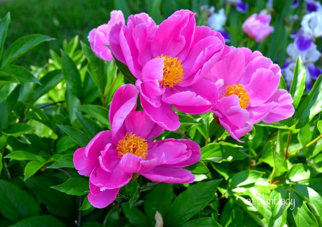 pink peonies 