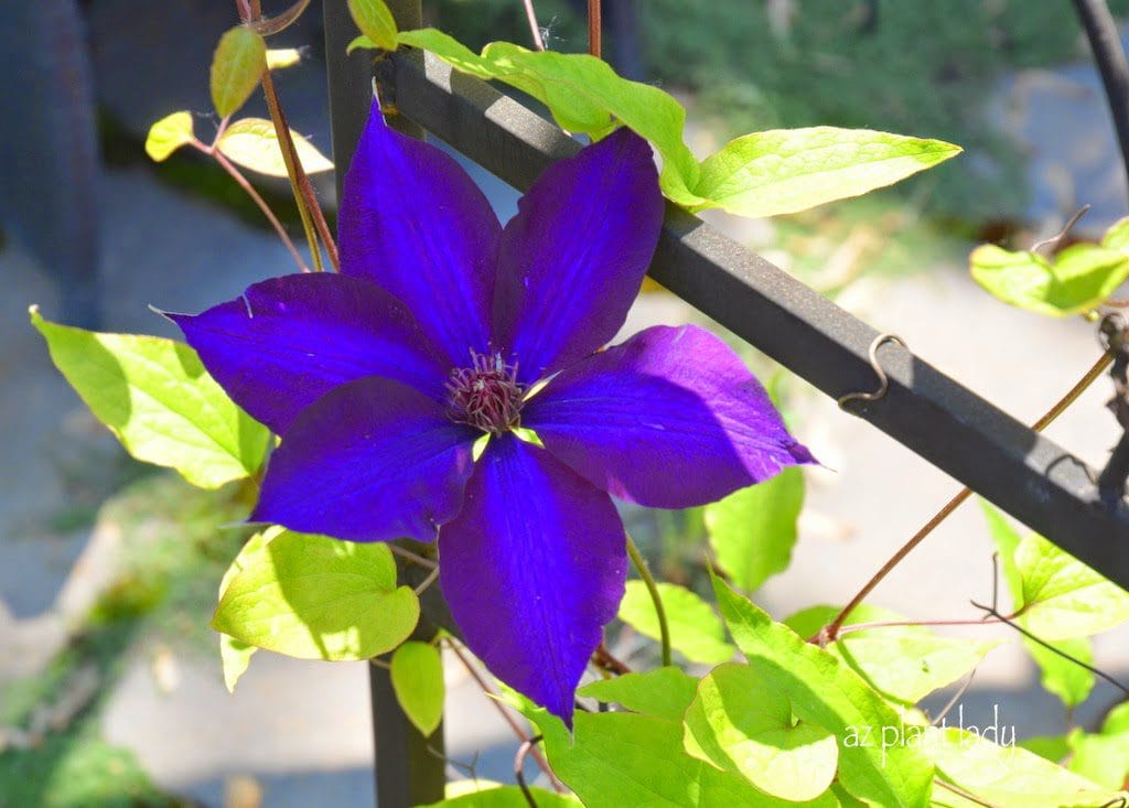 beautiful clematis vines