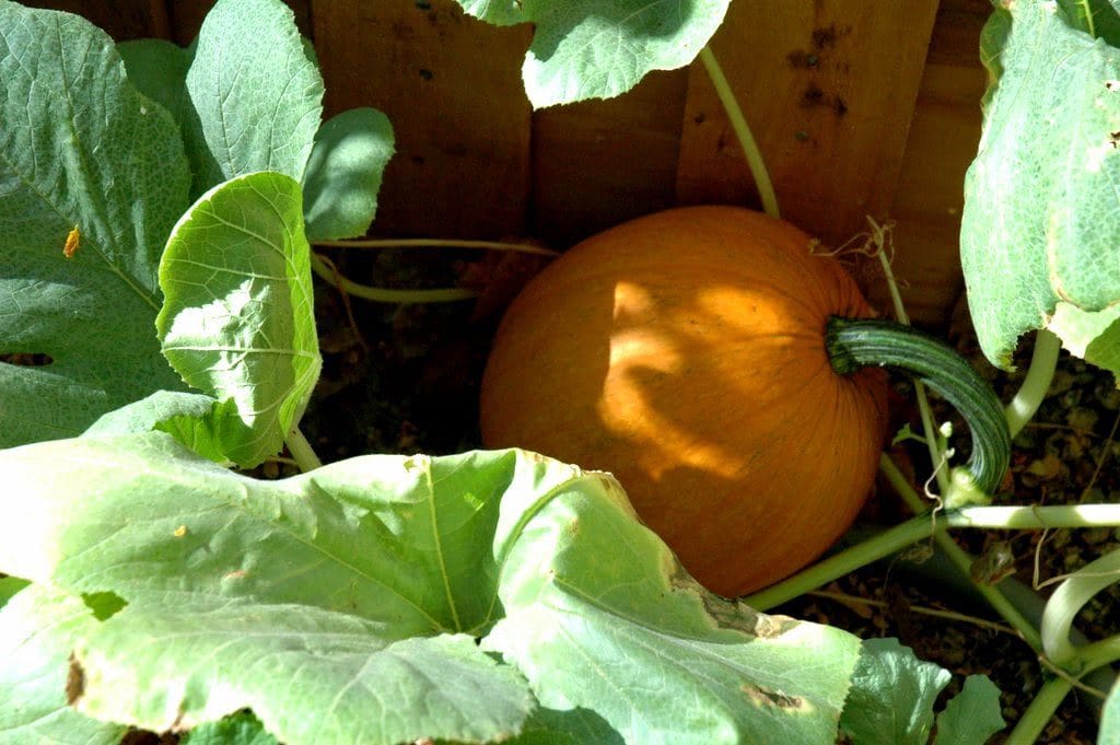 Our first pumpkin in 2010