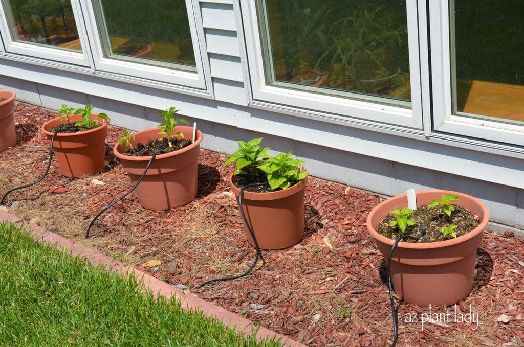 Young pepper plants