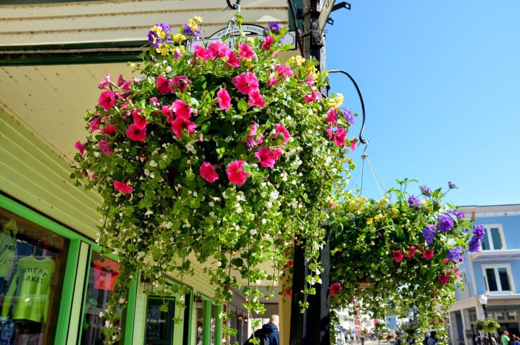 hanging baskets 