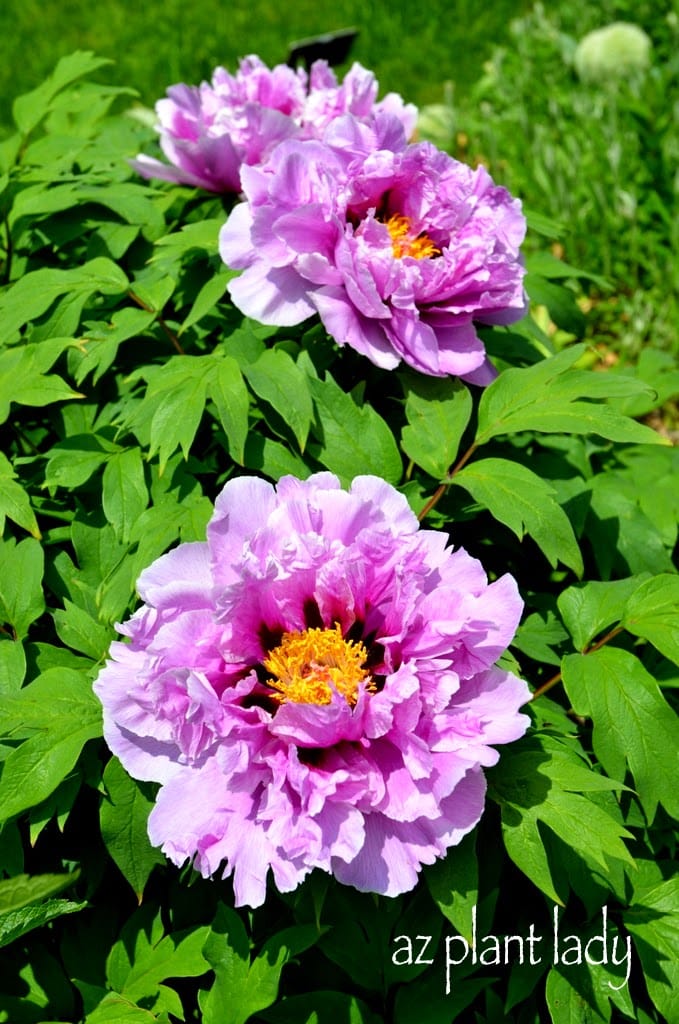 Lavender Peonies