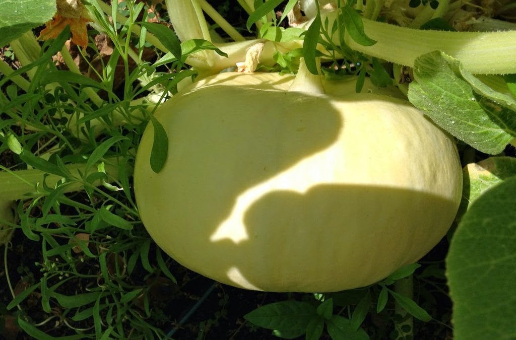 Desert Vegetable Garden: Getting Ready for Halloween???