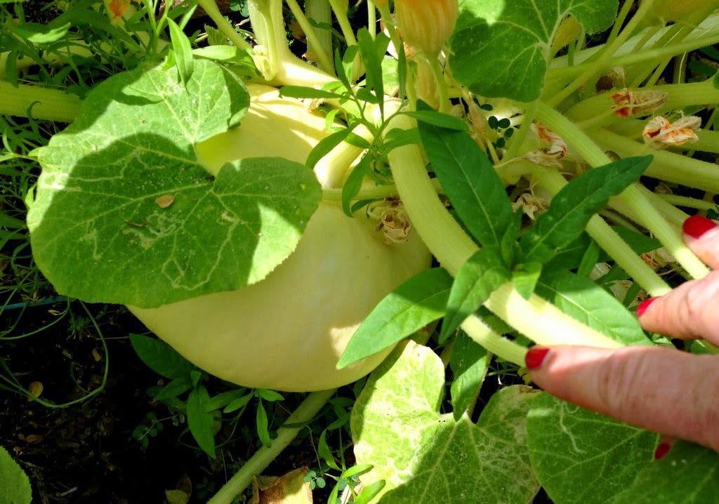 white pumpkin