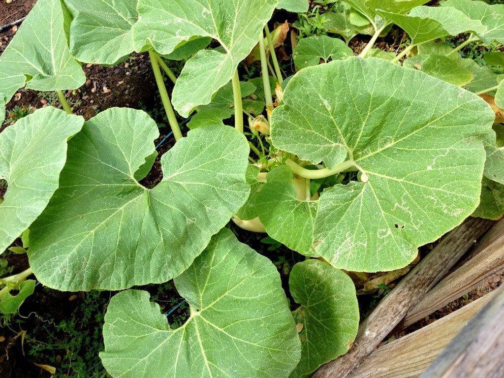 Desert Vegetable Garden