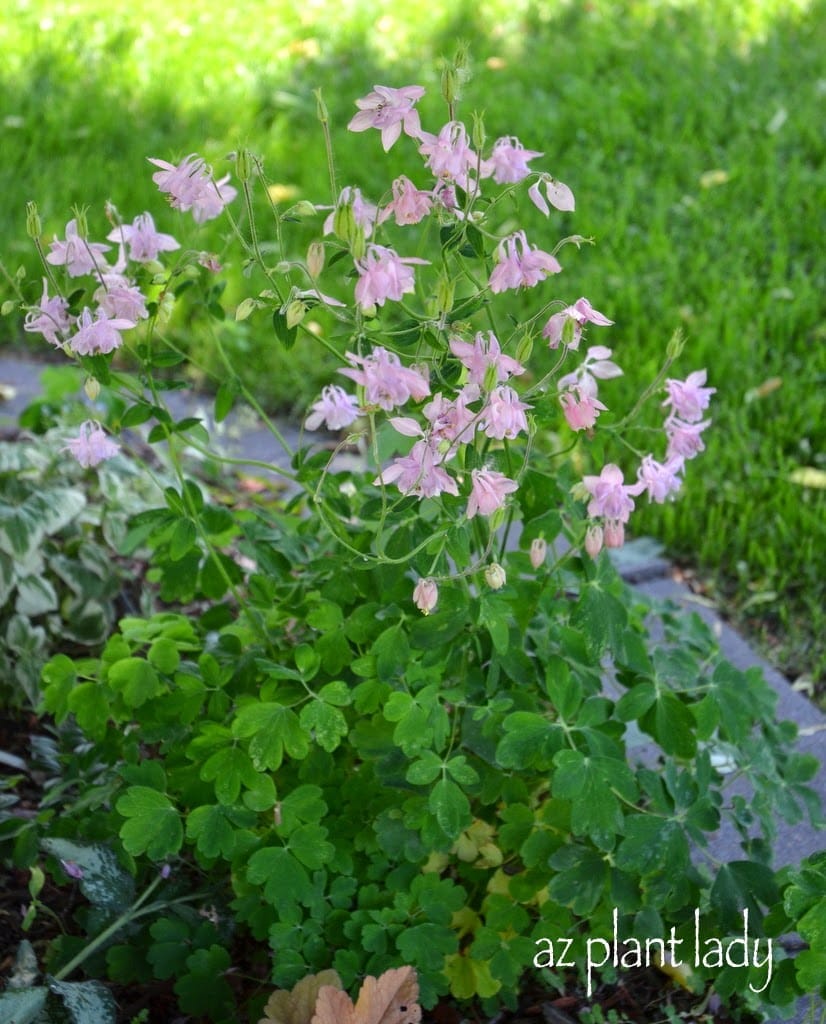 Colorful Midwestern Garden of Amy