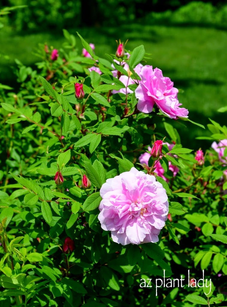 Lavender Peonies