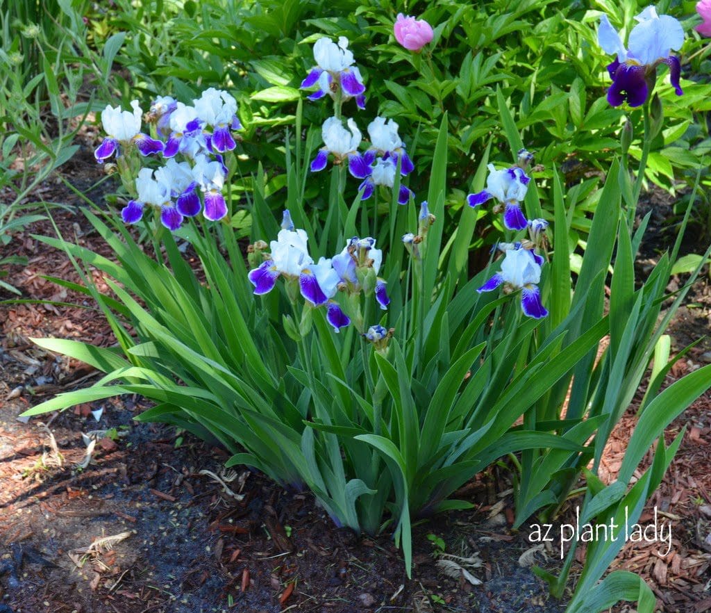 Midwestern Garden