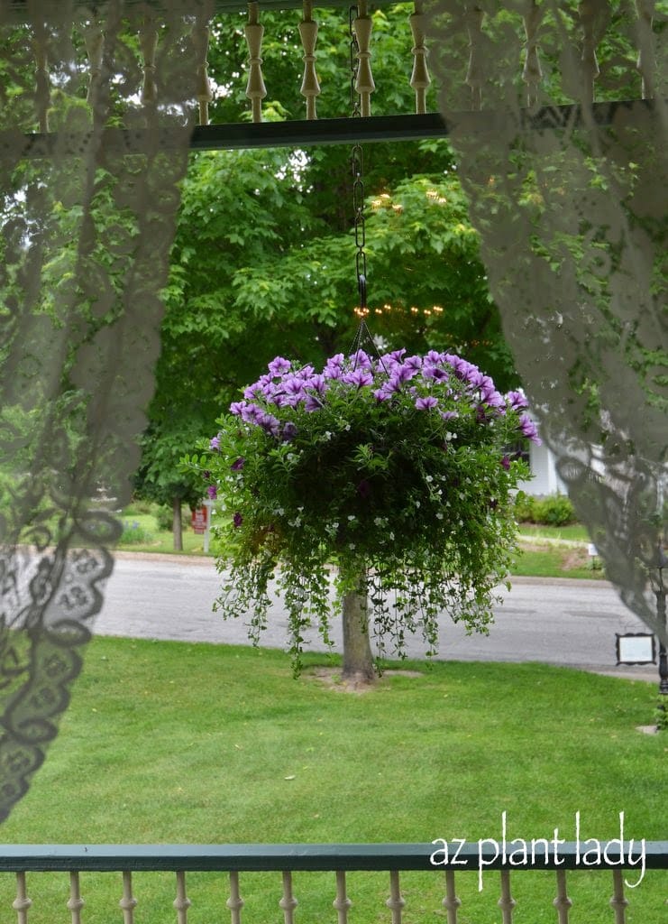 Purple 'Wave' petunias