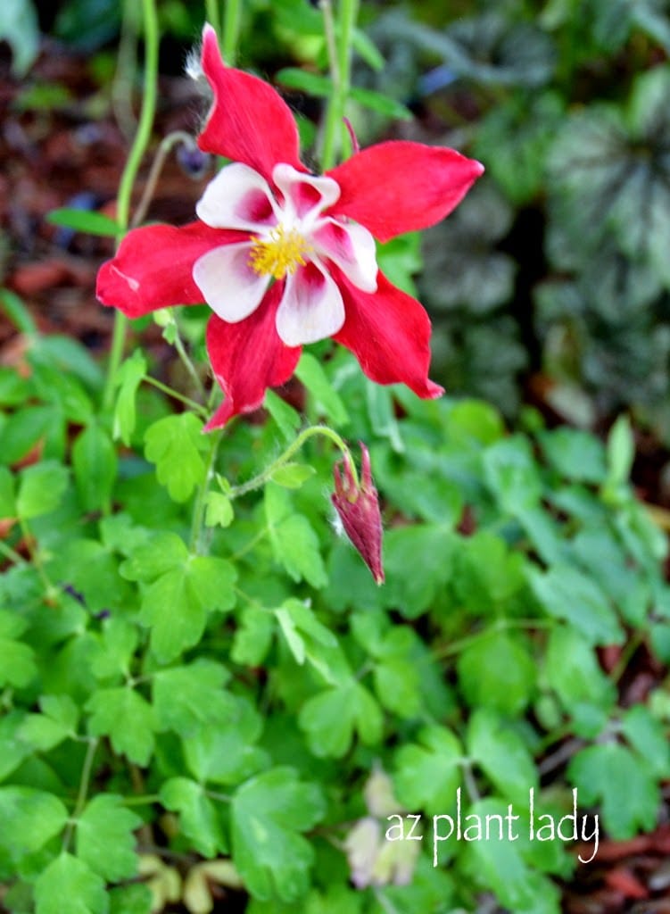 Colorful Midwestern Garden of Amy