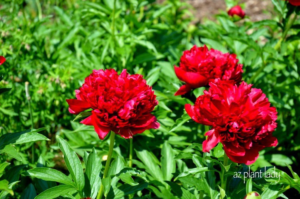 Red Peonies