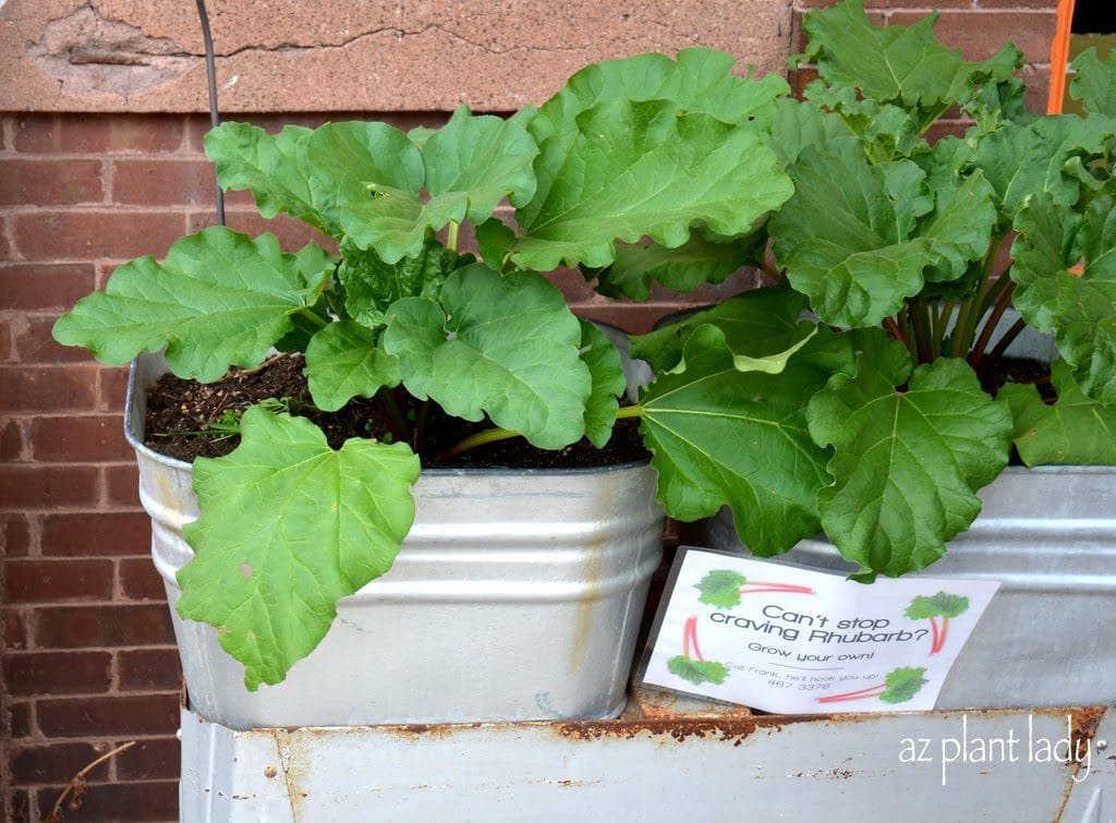 rhubarb