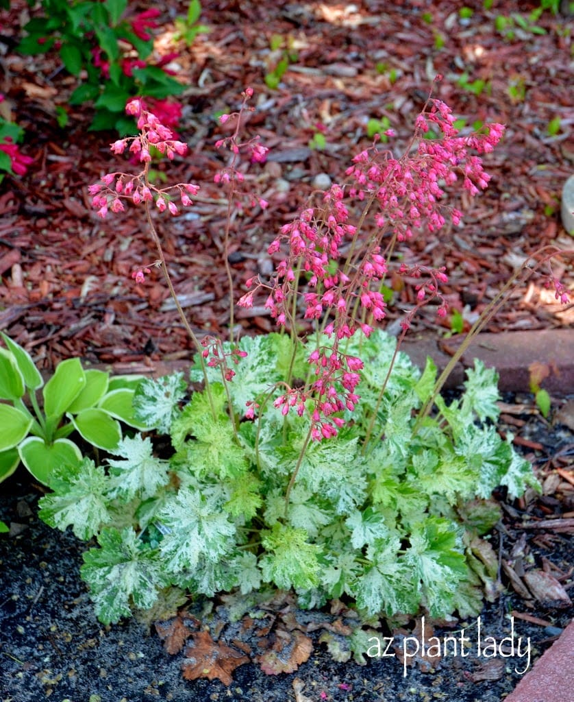 Colorful Midwestern Garden of Amy