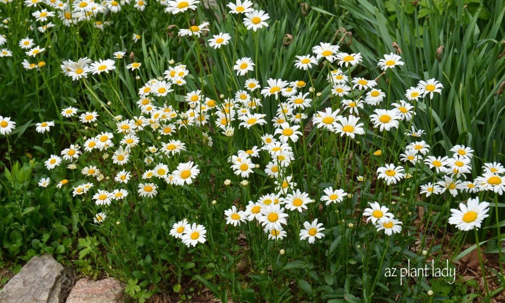 White daisies