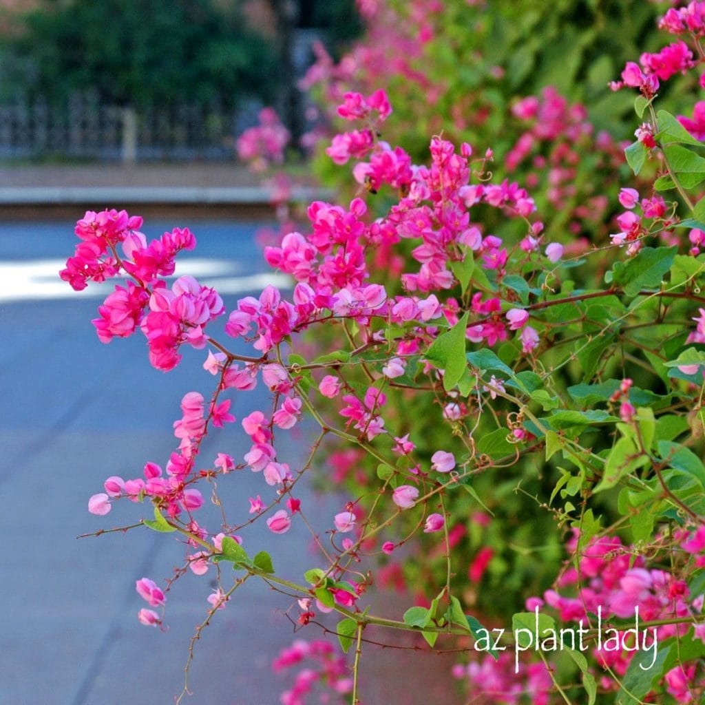 Beautiful Southwest - Queen's Wreath Vine (Antigonon leptopus)