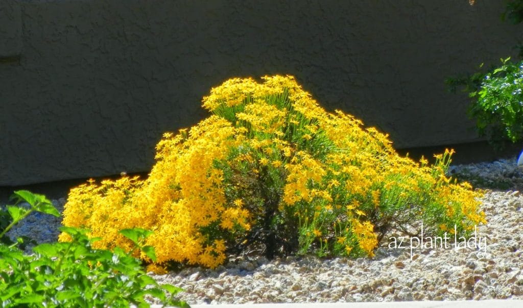 yellow flowering plants