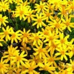 Damianita-Chrysactinia-mexicana-flowers