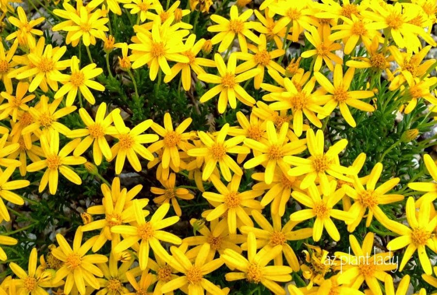 Damianita-Chrysactinia-mexicana-flowers