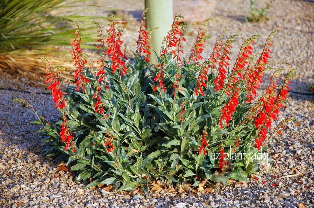 Favorite Perennials Firecracker Penstemon (Penstemon eatonii)