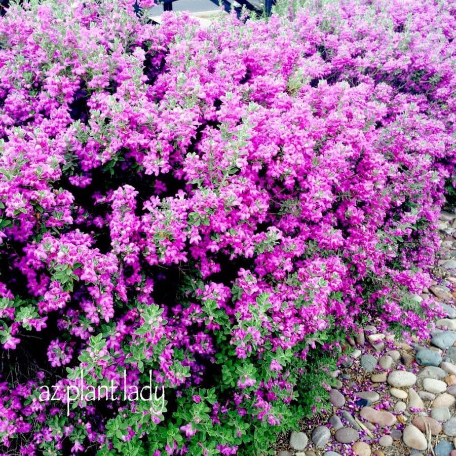 purple flowering beauties