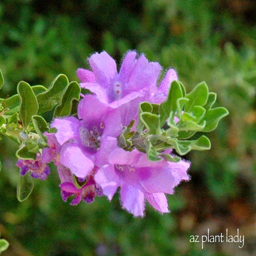 'Rio Bravo' Sage (Leucophyllum langmaniae 'Rio Bravo')