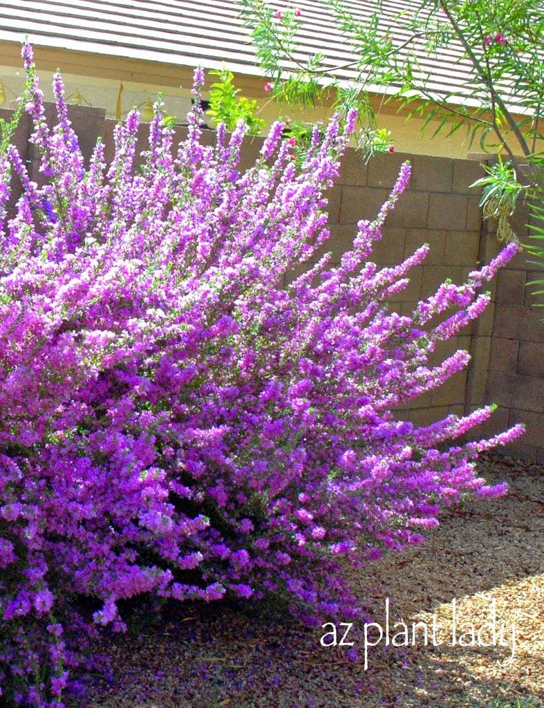 sage shrubs