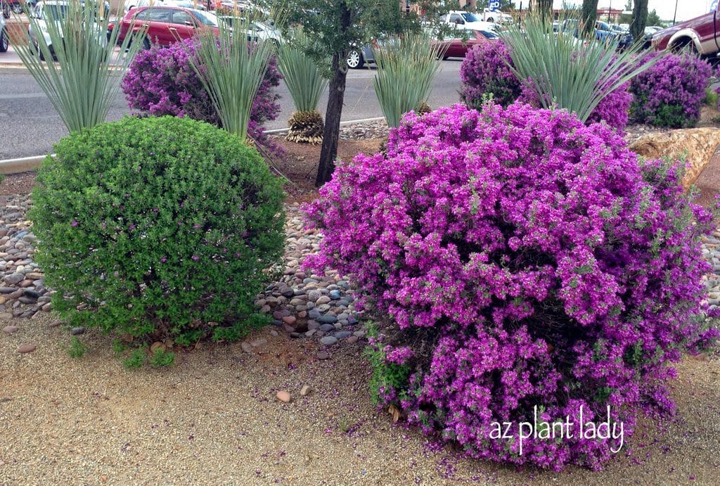 purple flowering beauties 