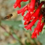 Favorite Perennials Firecracker Penstemon (Penstemon eatonii)