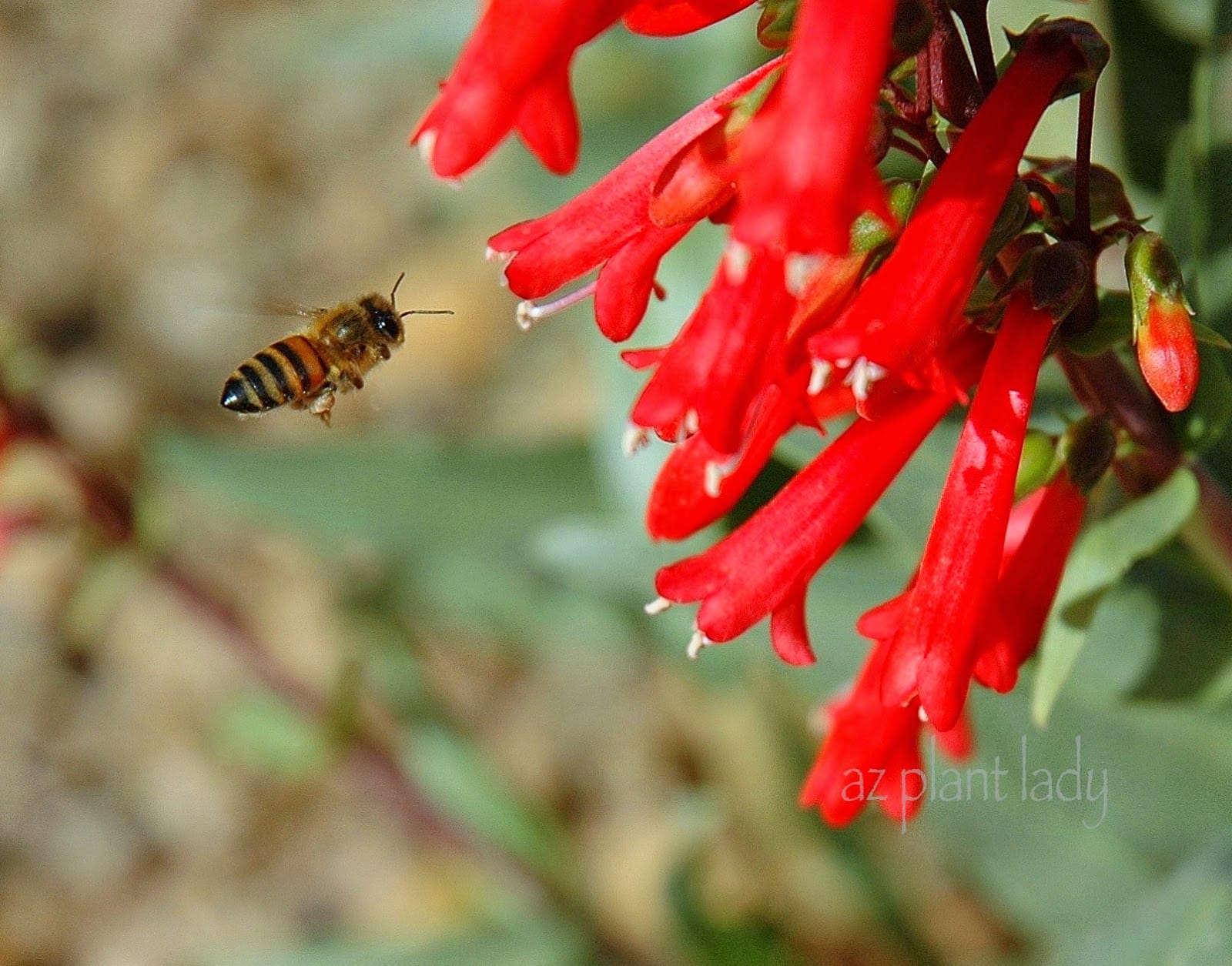 Favorite Perennials Firecracker Penstemon (Penstemon eatonii)