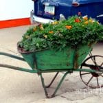 Marigolds and Dianthus