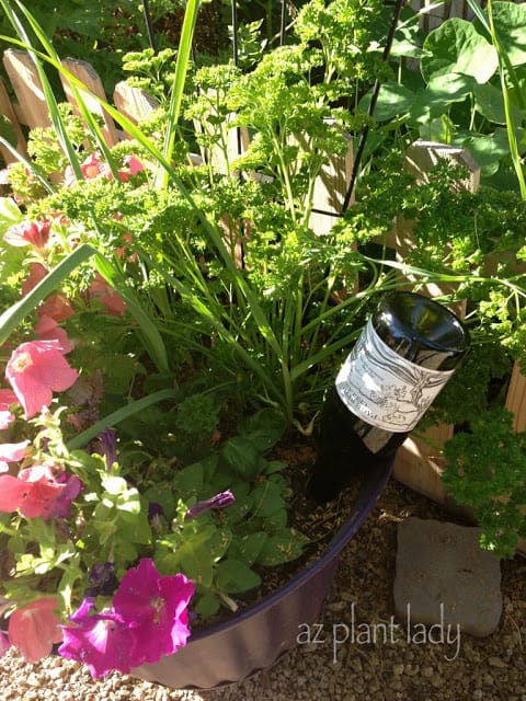 wine bottle into the soil