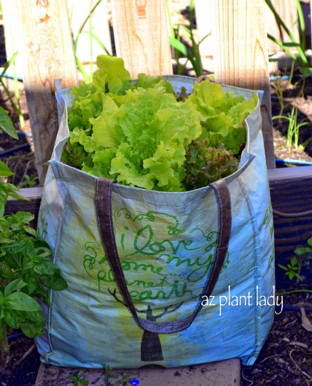vegetables in a grocery bag