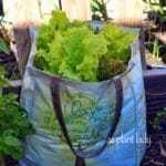 vegetables in a grocery bag