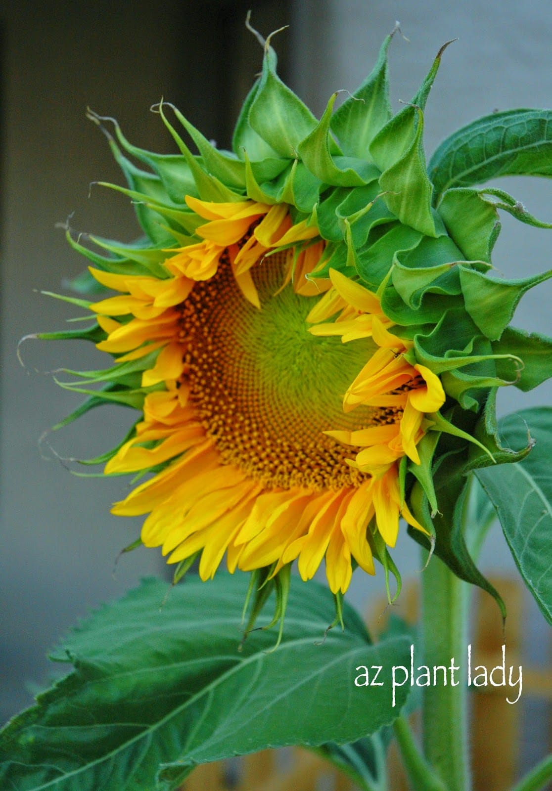 sunflowers