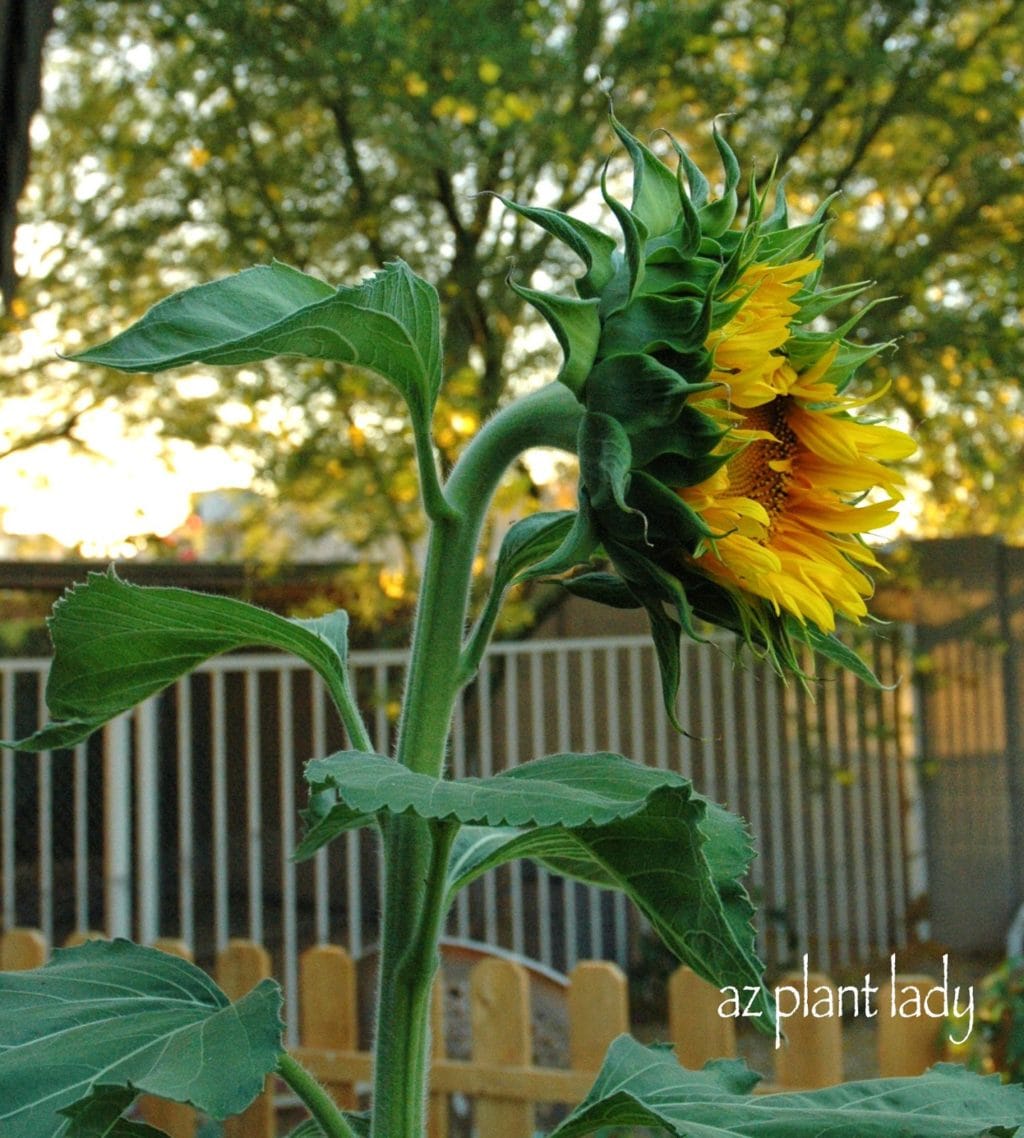 flower photographs