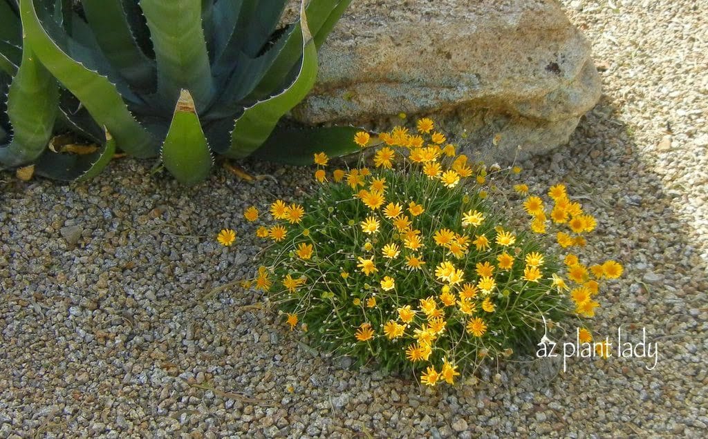 Angelita Daisy / Perky Sue (Tetraneuris acaulis - formerly Hymenoxys)