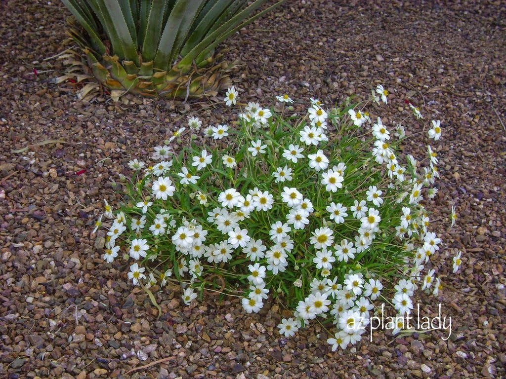 Blackfoot Daisy (Melampodium leucanthum)