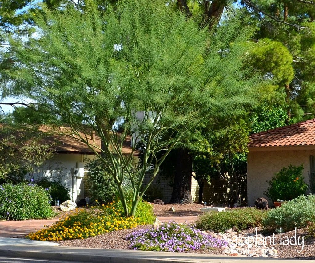 Drought Tolerant Garden