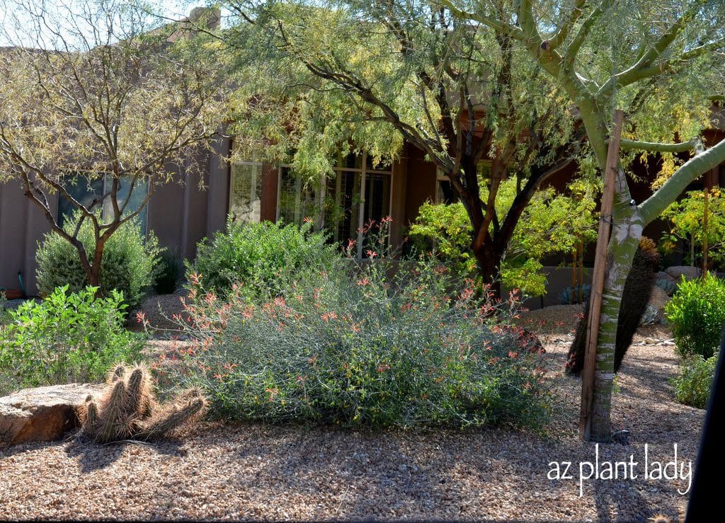 Drought Tolerant Garden