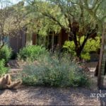 Drought-Tolerant-Landscape-003