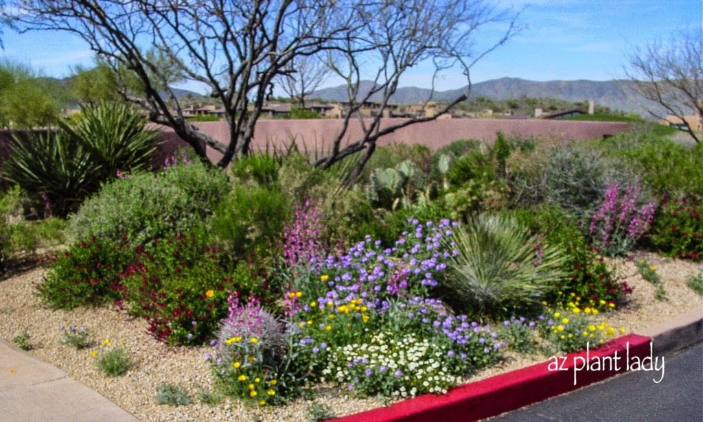 drought tolerant gardening