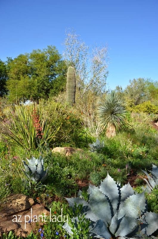 Agave, saguaro, wildflowers and yucca