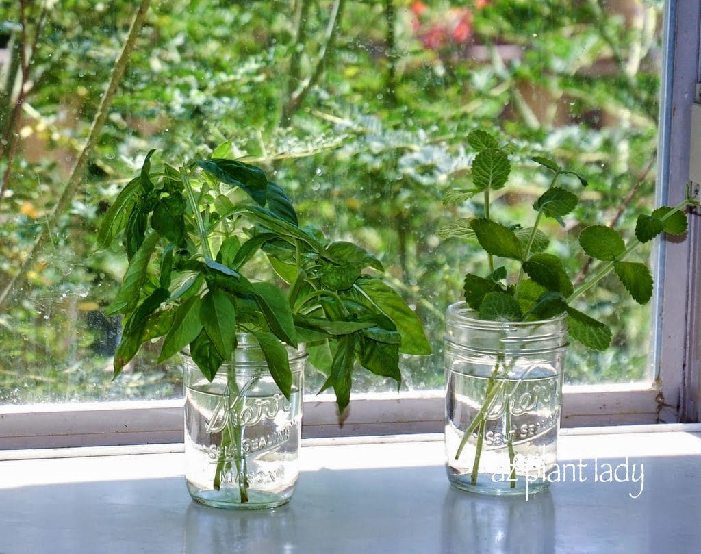 growing herbs indoors