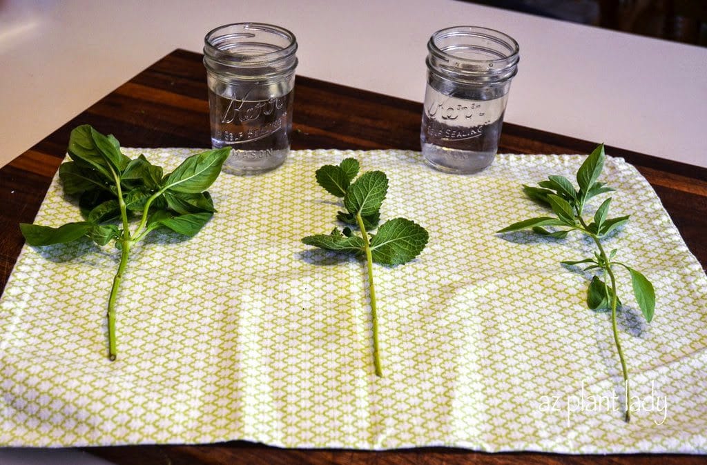 growing herbs indoors